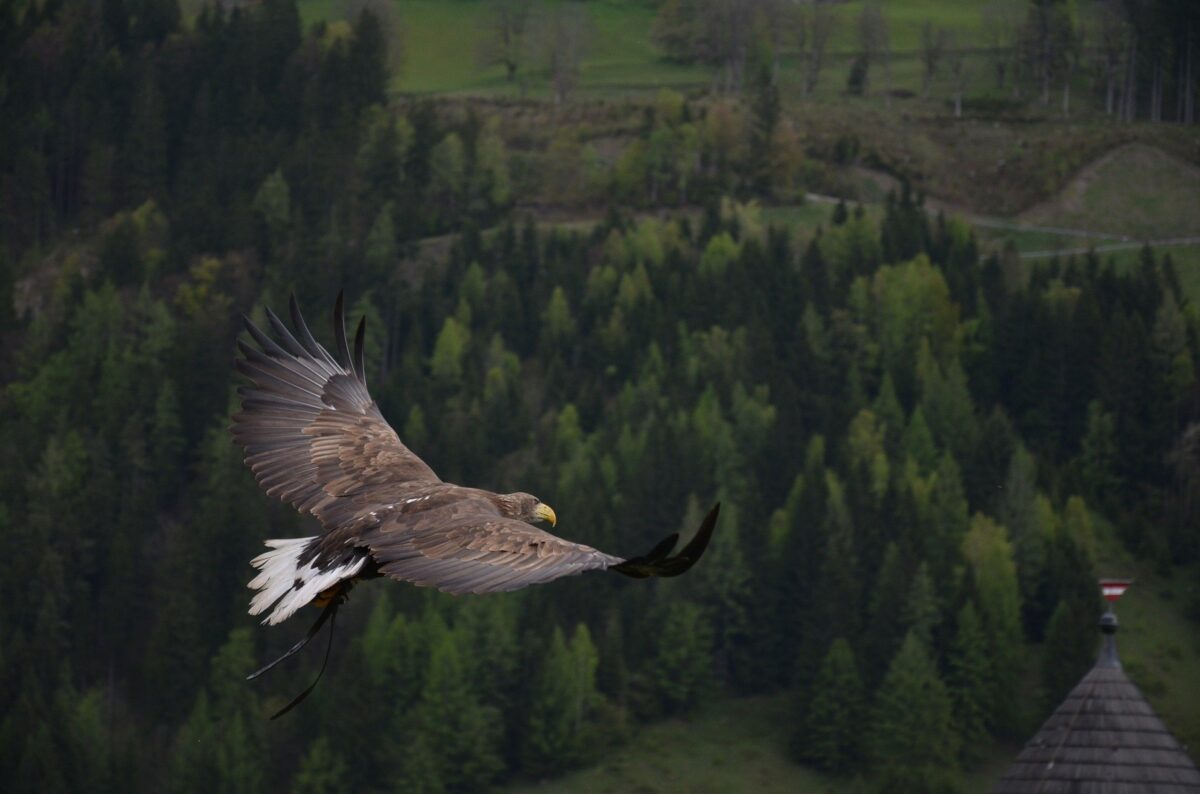 eagle-339128_1920